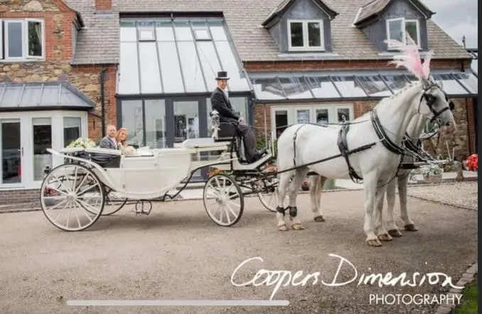 White Horse Drawn Carriage For Couple