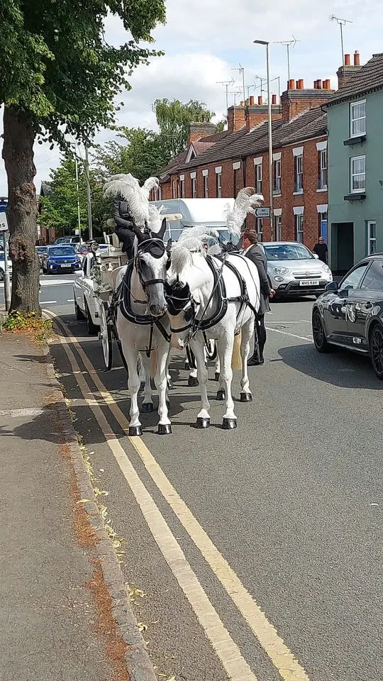 White Horse Drawn Carriage
